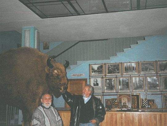Bison in museum